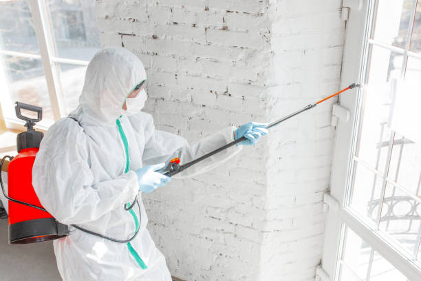 Reliable Alamo, NV Mold Removal & Remediation Solutions